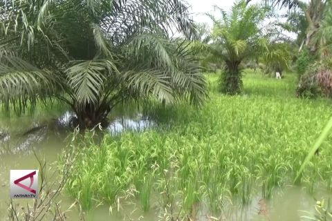 Ratusan Ha sawah di Pasaman Barat terancam gagal panen