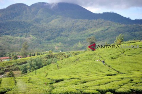 WISATA KEBUN TEH