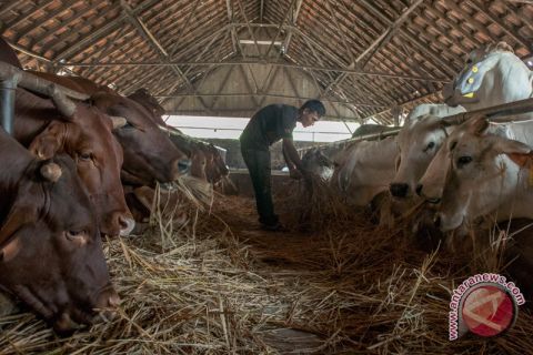 Target populasi sapi Nasional