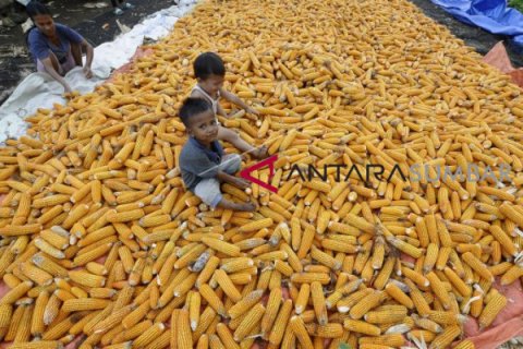 KEBUTUHAN JAGUNG PAKAN TERNAK