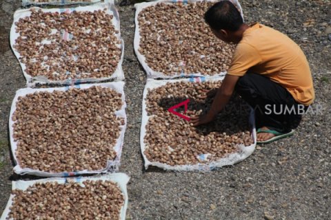 HARGA PINANG