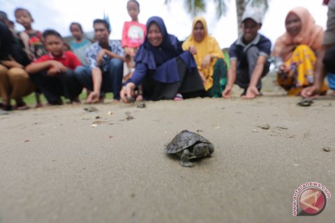 Melepas Tukik Tuntong Laut