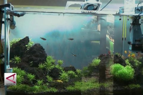 Mengkreasikan ekosistem air dalam bingkai aquascape