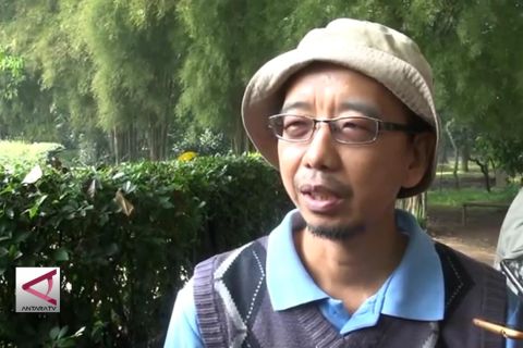 Pemberi rokok ke orangutan diberi sanksi menyapu
