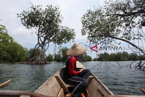 WISATA MANGROVE MENTAWAI