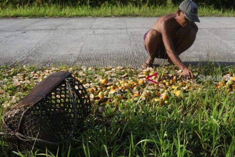 HARGA PINANG TURUN