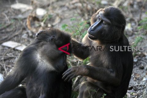 Perawatan Kera Hitam Sulawesi
