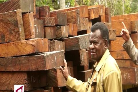 Dishut Papua amankan 4 truk kayu ilegal