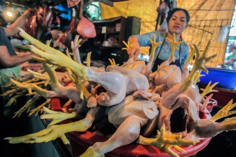 Kenaikan harga daging ayam