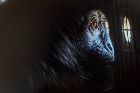 Translokasi Lutung Jawa