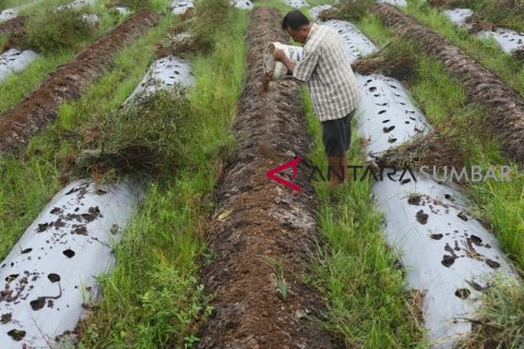 HARGA CABAI MERAH  TURUN