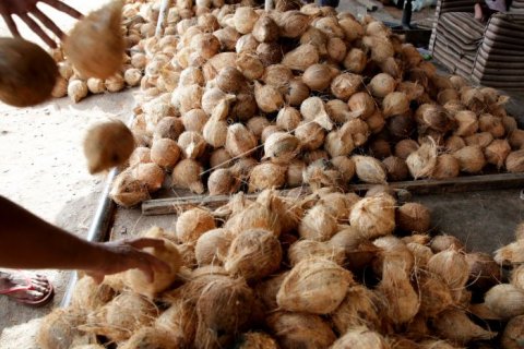 HARGA KELAPA KUARTAL PERTAMA ANJLOK