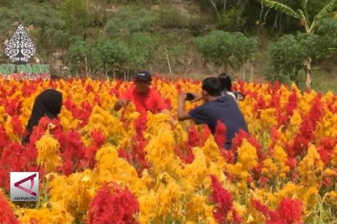 PAD Sektor Wisata Gunungkidul tembus Rp 3,4 M