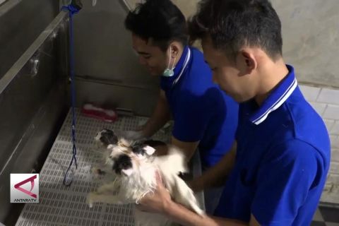 Tempat penitipan hewan laris manis saat mudik lebaran