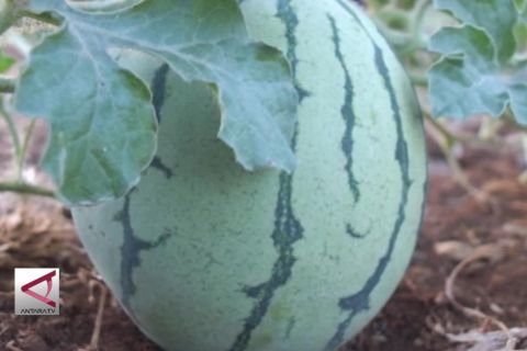 Petani Gunungkidul panen semangka