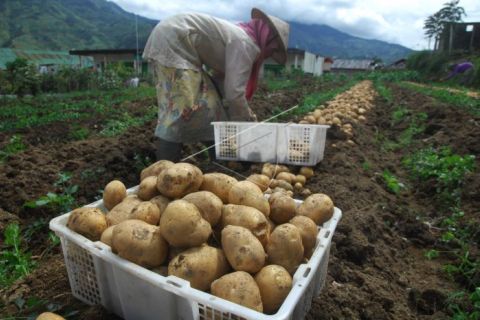 Harga kentang turun