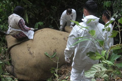 Pengambilan Sampel Gajah Mati