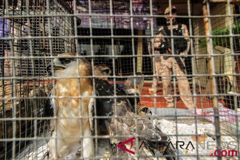 Jual beli satwa dilindungi