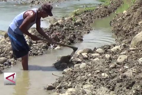 Petani Bendung Sungai untuk mengairi sawah