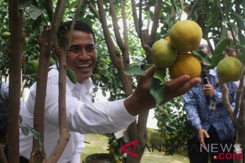 Mentan luncurkan sejuta bibit jeruk