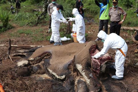 Identifikasi Gajah Mati Bengkulu