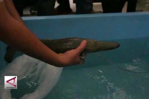 BKIPM Padang sebut banyak warga pelihara ikan invasif