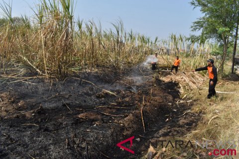 Kebakaran Lahan Tebu