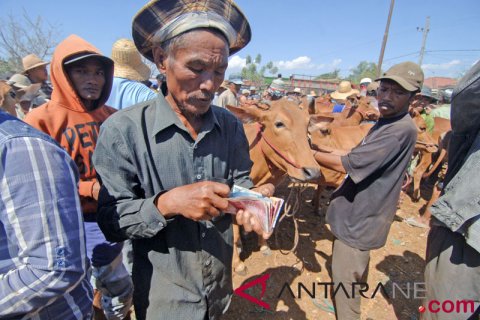 Penjualan Sapi Meningkat