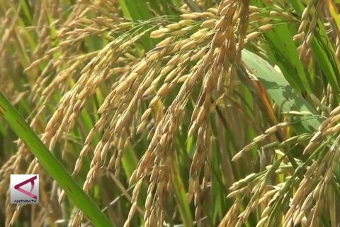 Kemarau tidak pengaruhi produksi padi di Jateng