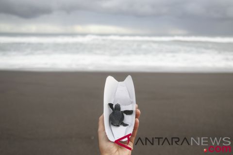 Pelepasan Tukik di Pantai Selatan