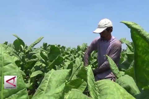Musim kemarau untungkan petani tembakau