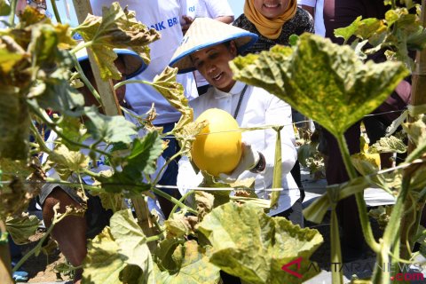 Menteri BUMN Panen Melon di Lamongan