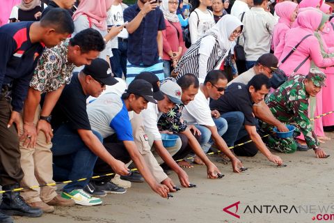 Pelepasliaran Anak Penyu Hijau