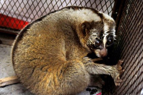 Penyitaan Kukang Jawa