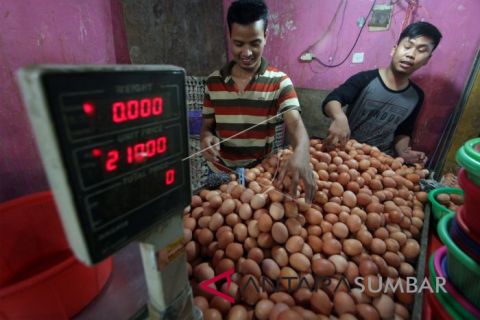 KENAIKAN HARGA ACUAN TELUR AYAM