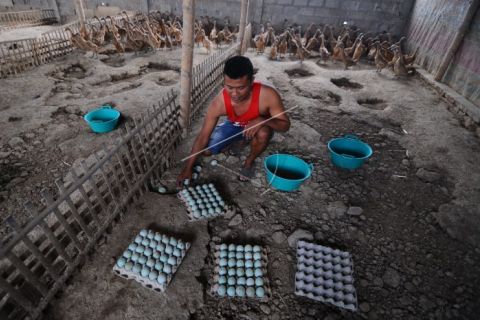 Produksi telur bebek