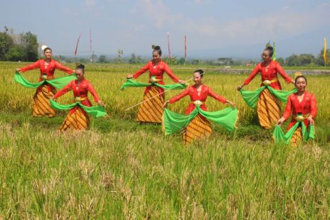 Tradisi wiwitan padi