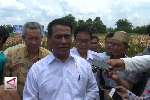 Mentan: Lahan rawa kekayaan besar Indonesia