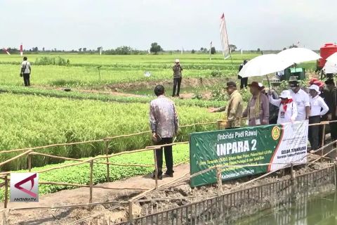 Asuransi tani bantu jaga produktivitas pertanian