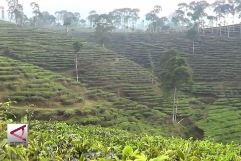 Desa wisata di kebun teh Pagilaran