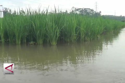 Disperikan latih SDM percepat produktifitas minapadi