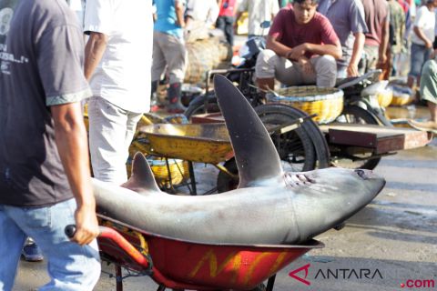 Larangan Penangkapan Ikan Hiu