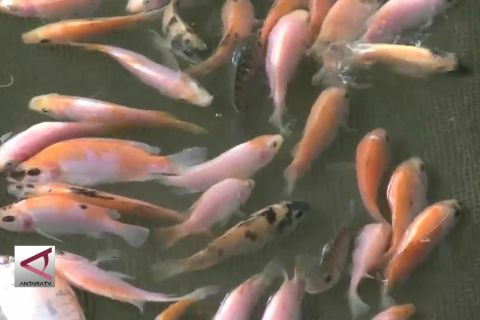 Permintaan benih ikan di BBI Temanggung tinggi