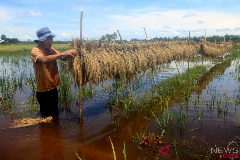 Sawah Terendam Banjir