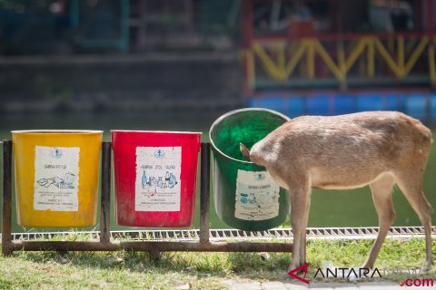 Populasi Rusa Taman Balekambang