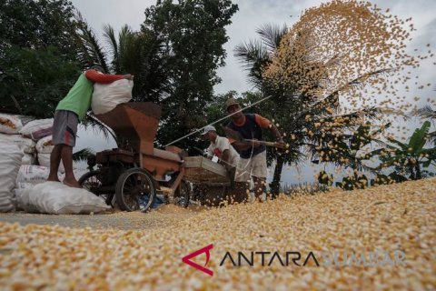 HARGA JAGUNG PAKAN TERNAK TURUN