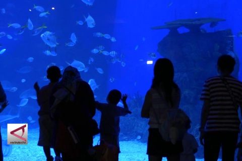 Mengenal ragam biota laut di Jakarta Aquarium