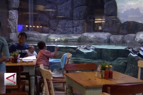 Menikmati kuliner sambil menyaksikan tingkah penguin
