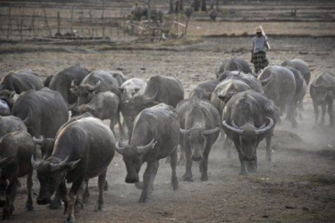 Pengembala Kerbau