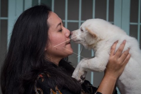 Pengembang biak anjing ras Kintamani
